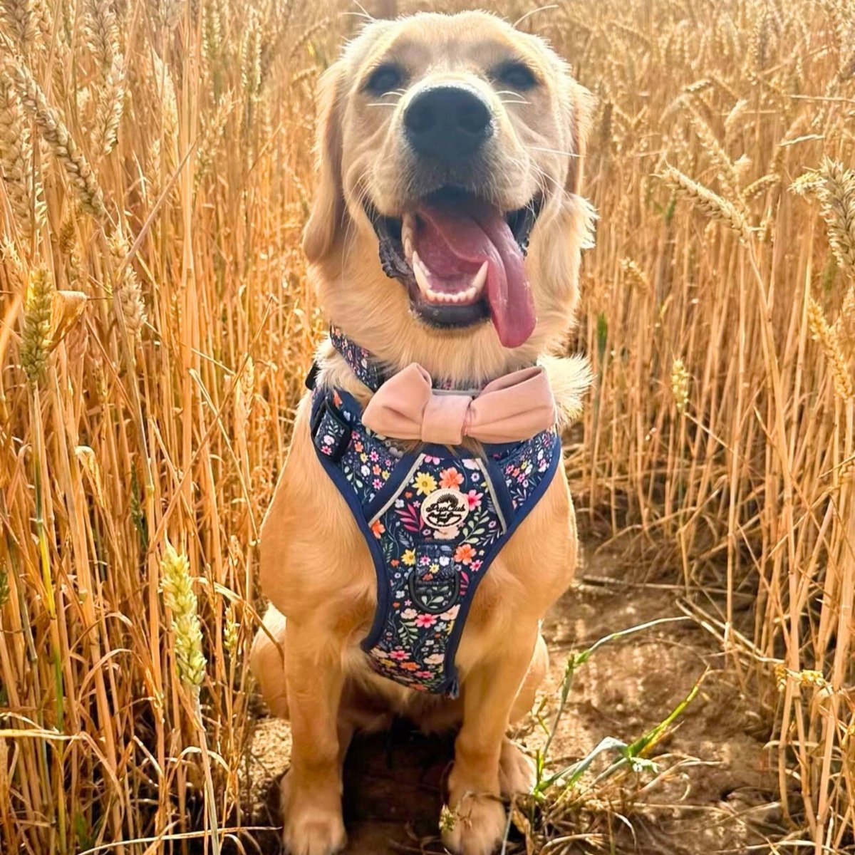 Rugged Rover™ Harness - Summer Meadow PupClub Couture