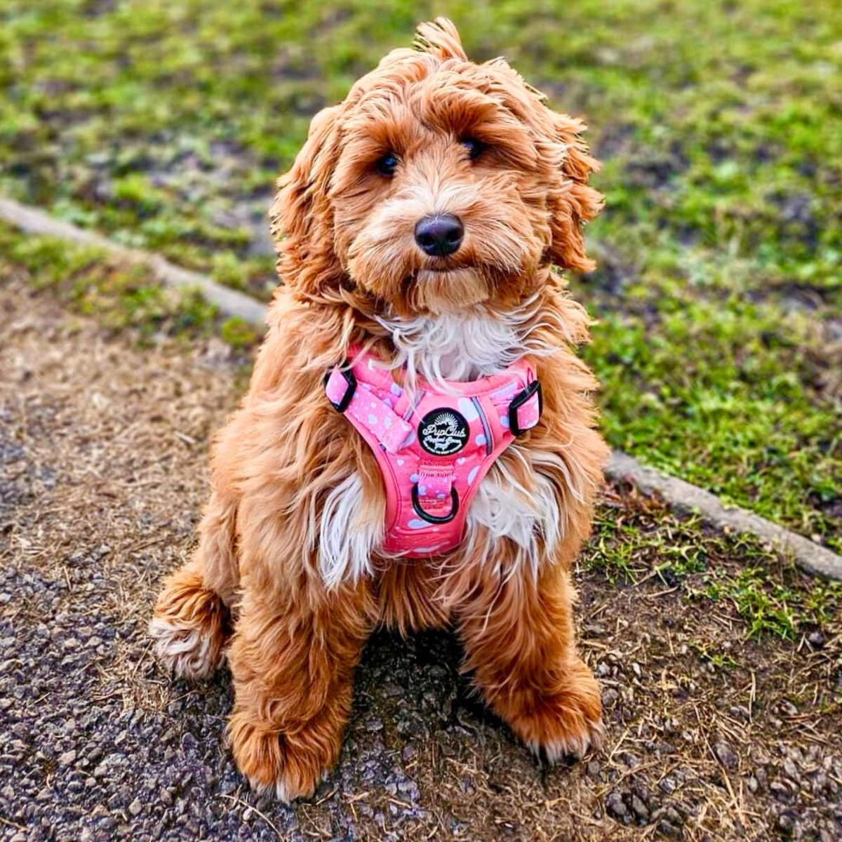 Rugged Rover™ Harness - Peachy Hearts PupClub Couture