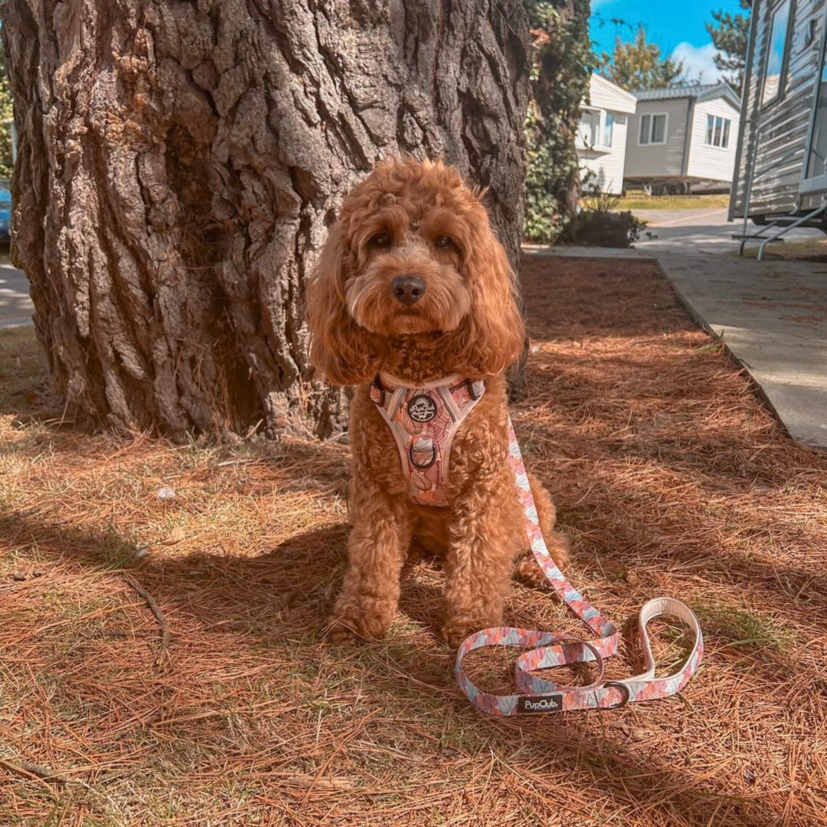 Rugged Rover™ Harness - Autumn Breeze PupClub Couture