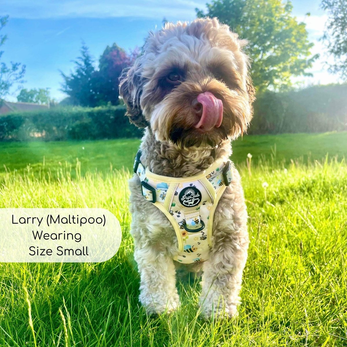 Rugged Rover™ Harness - Bee-utiful Summer PupClub Couture