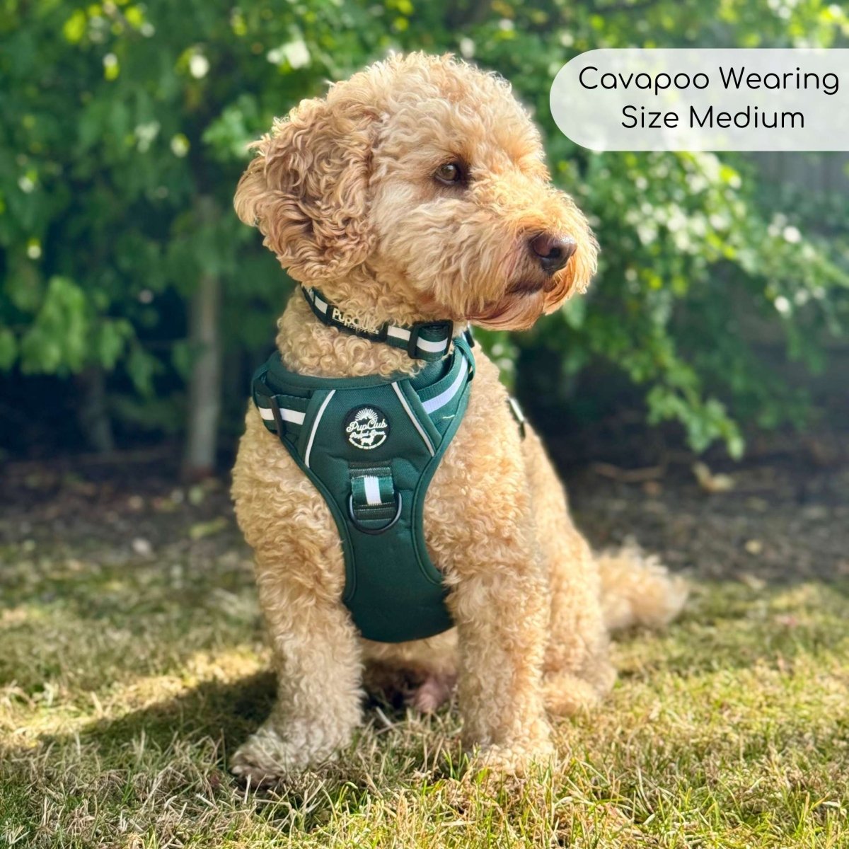 Rugged Rover™ Harness - Forest Green PupClub Couture