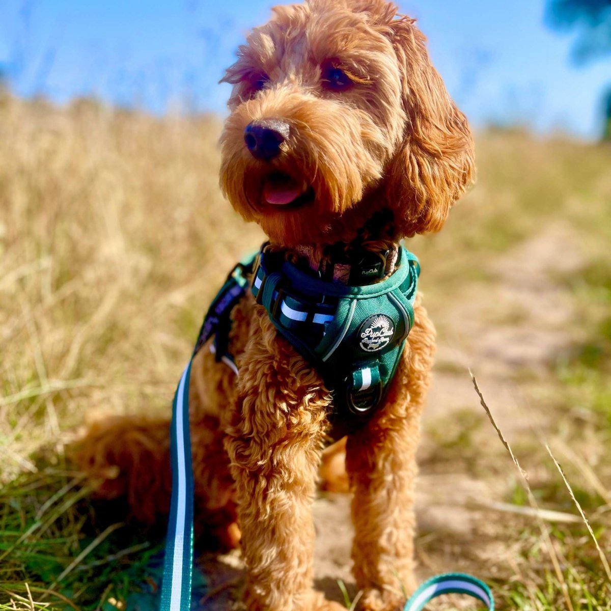 Rugged Rover™ Harness - Forest Green PupClub Couture
