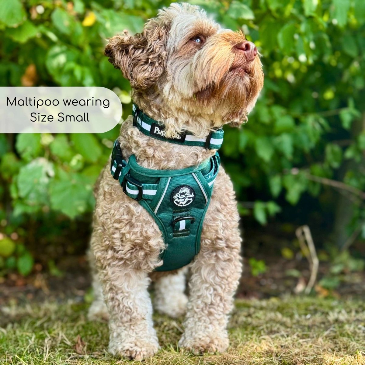 Rugged Rover™ Harness - Forest Green PupClub Couture