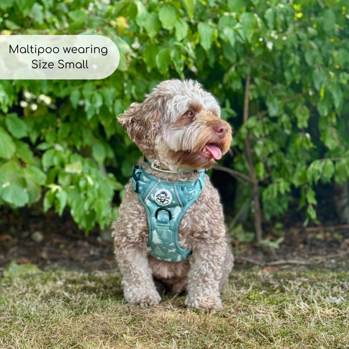 Rugged Rover™ Harness - Evergreen Trails PupClub Couture