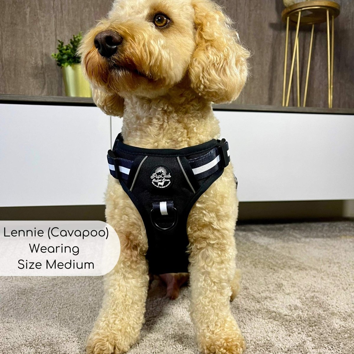 Rugged Rover™ Harness - Midnight Black PupClub Couture