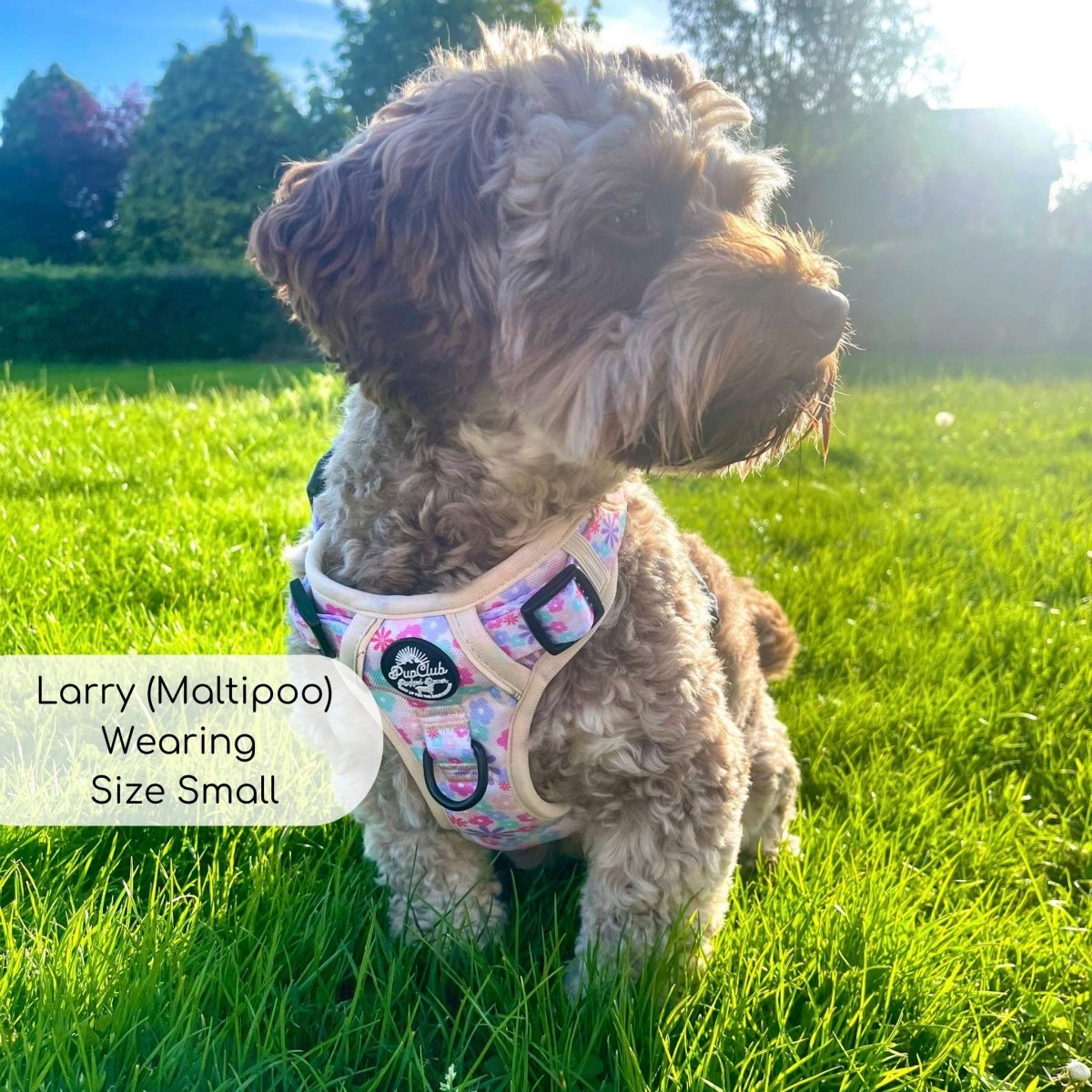 Rugged Rover™ Harness - Pretty Petals PupClub Couture