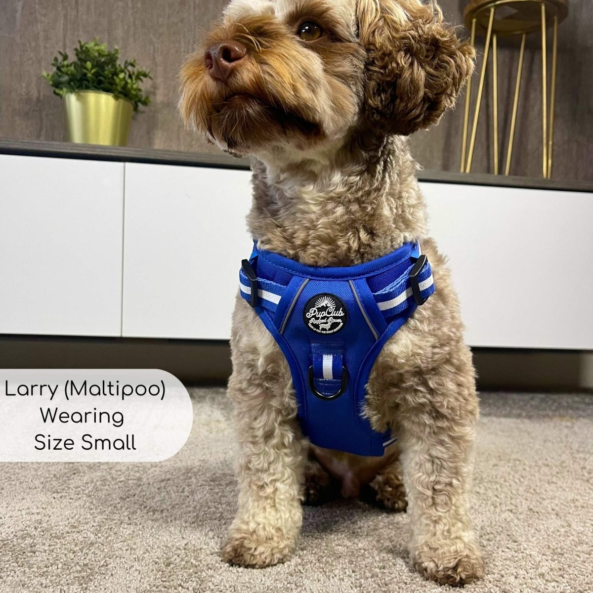 Rugged Rover™ Harness - Royal Blue PupClub Couture