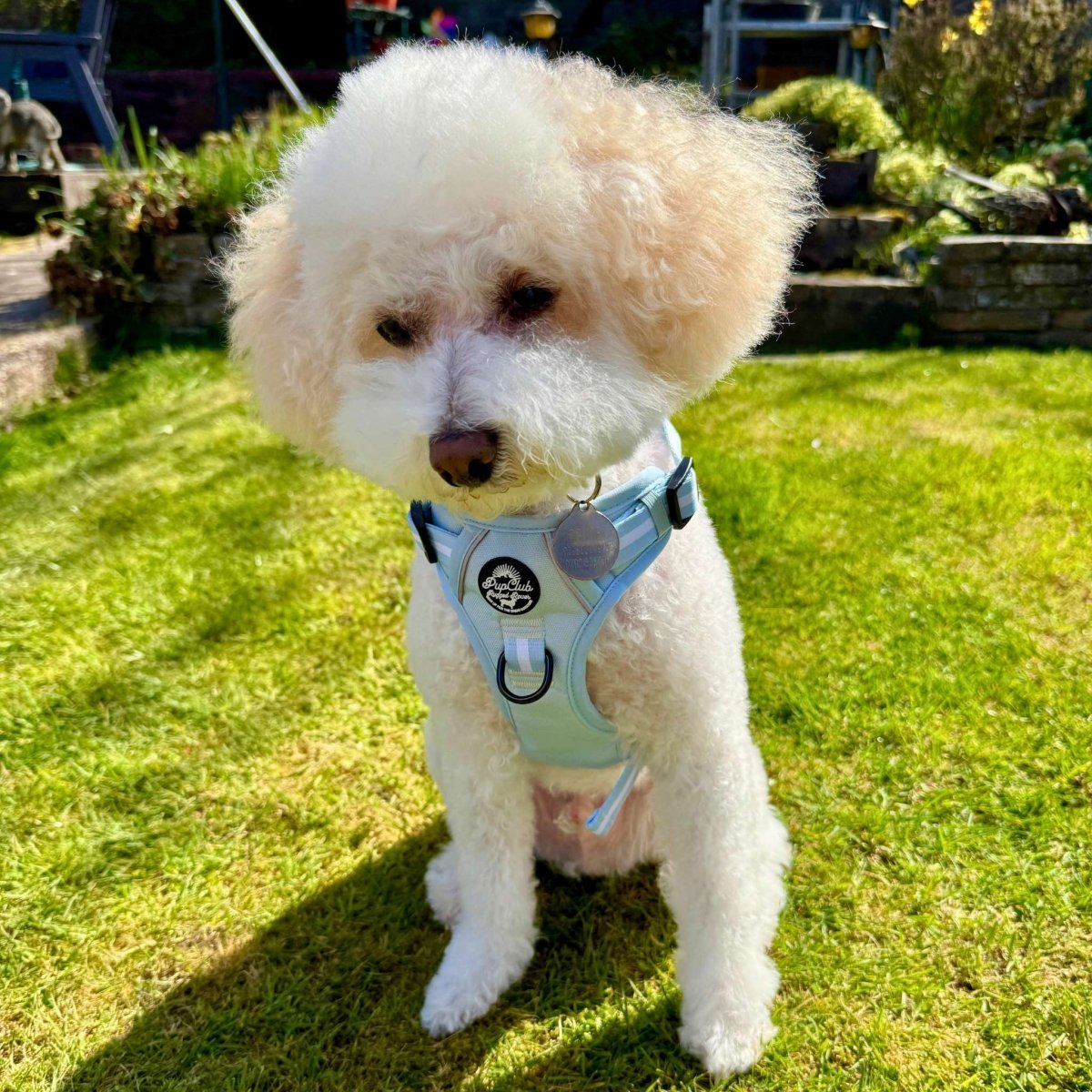 Rugged Rover™ Harness - Pastel Blue PupClub Couture