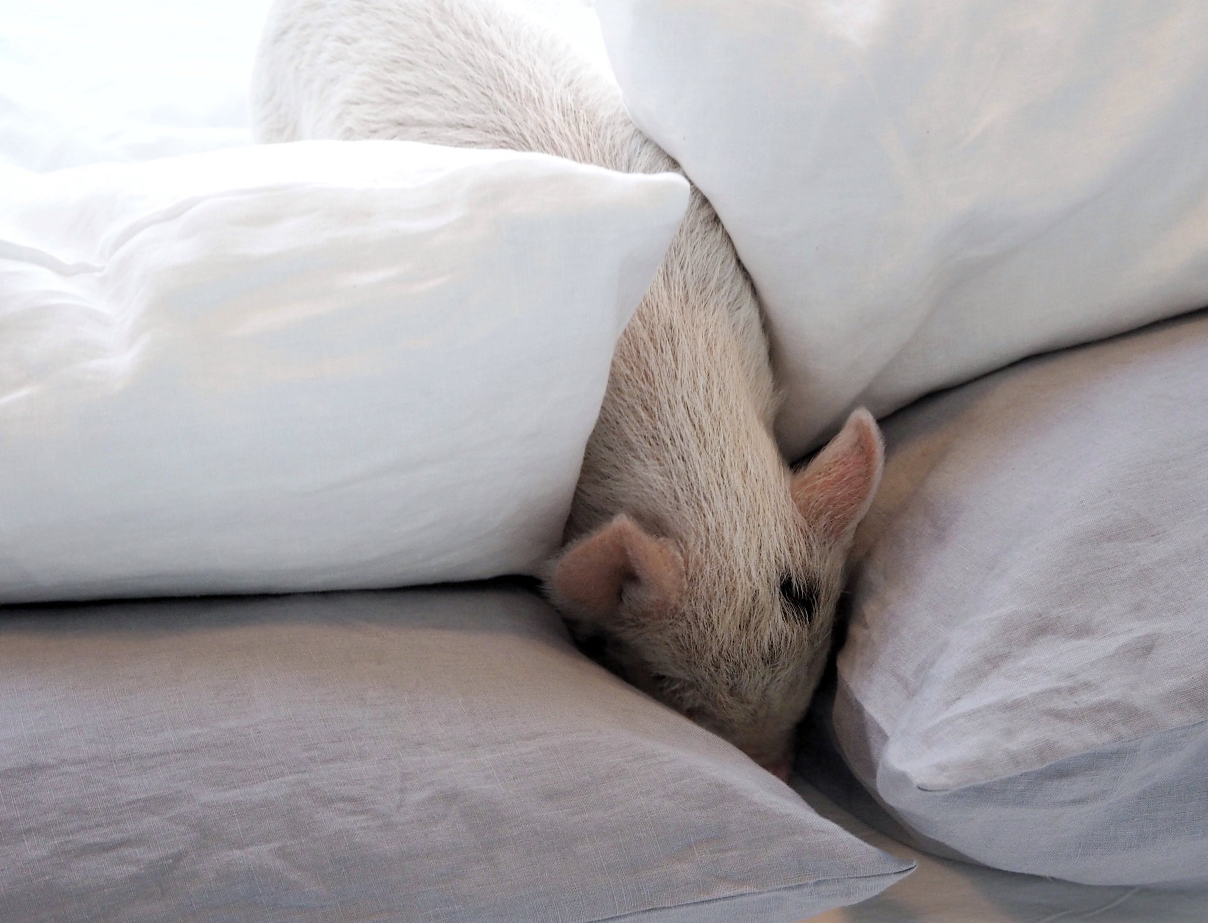 Piglets in bed