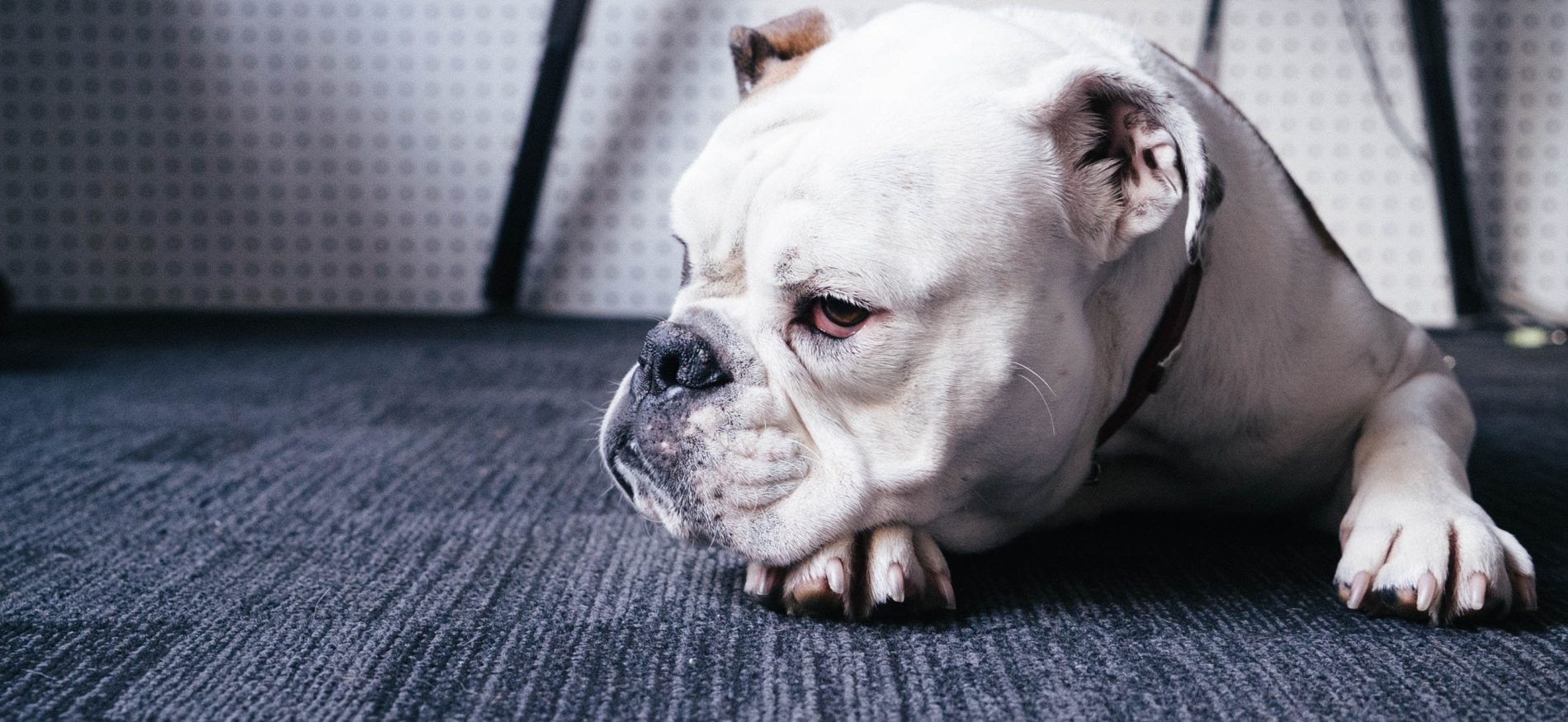 white bulldog lying down on office floor