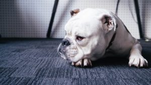 white bulldog lying down on office floor