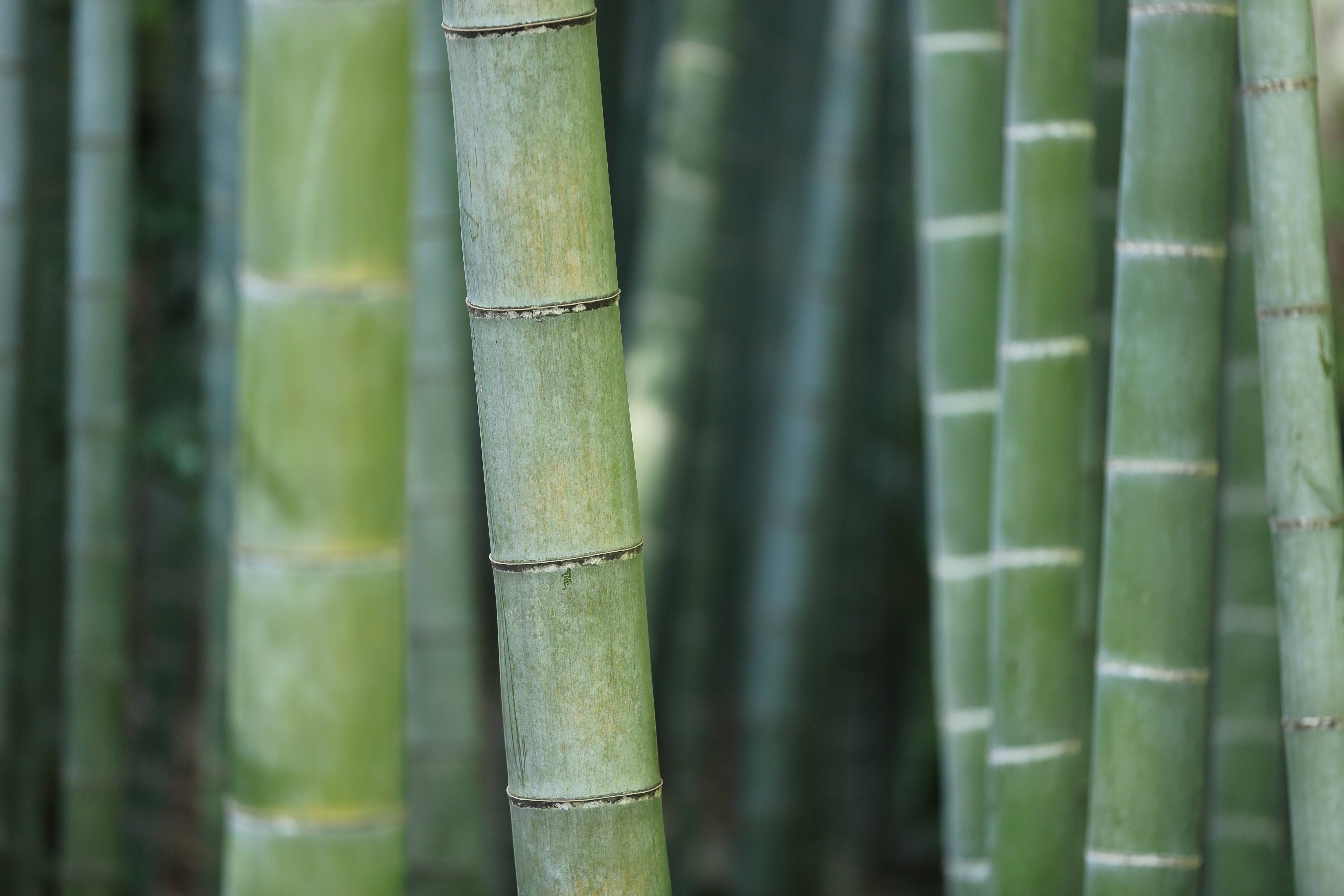 Bamboo plants - used in the production Nightire sleepwear