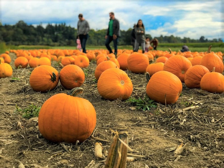 Cosy Pumpkin Soup Pumpkin Patch