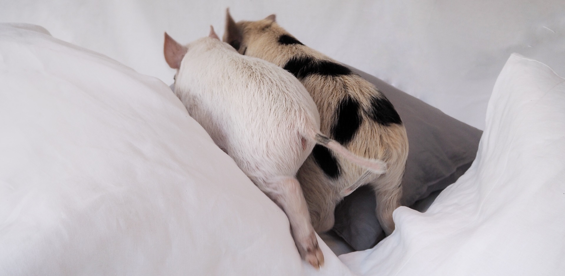 Piglet in Bed: Luxurious Linen for All Seasons