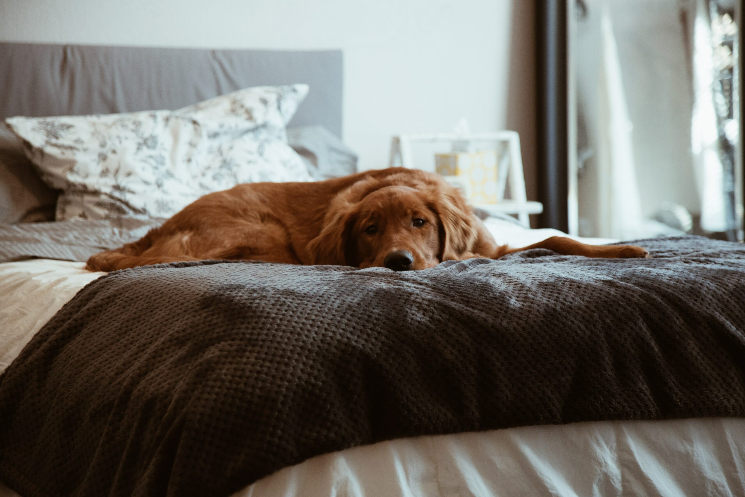 A Sleepy Safety Guide to Being Bedroom Buddies With Your Pet