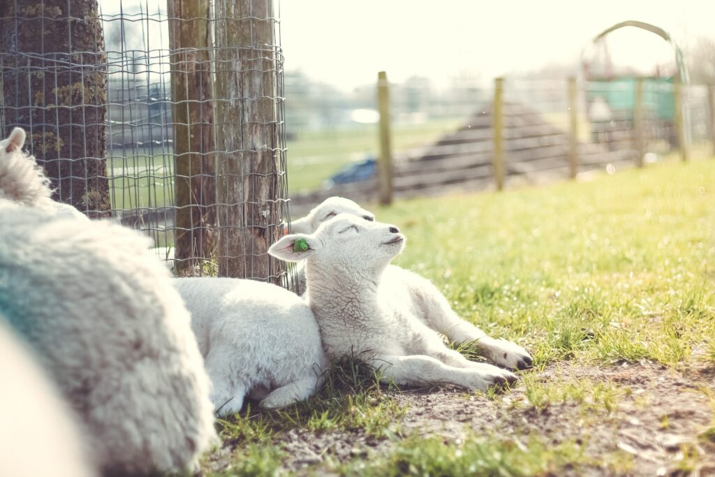 sleeping sheep