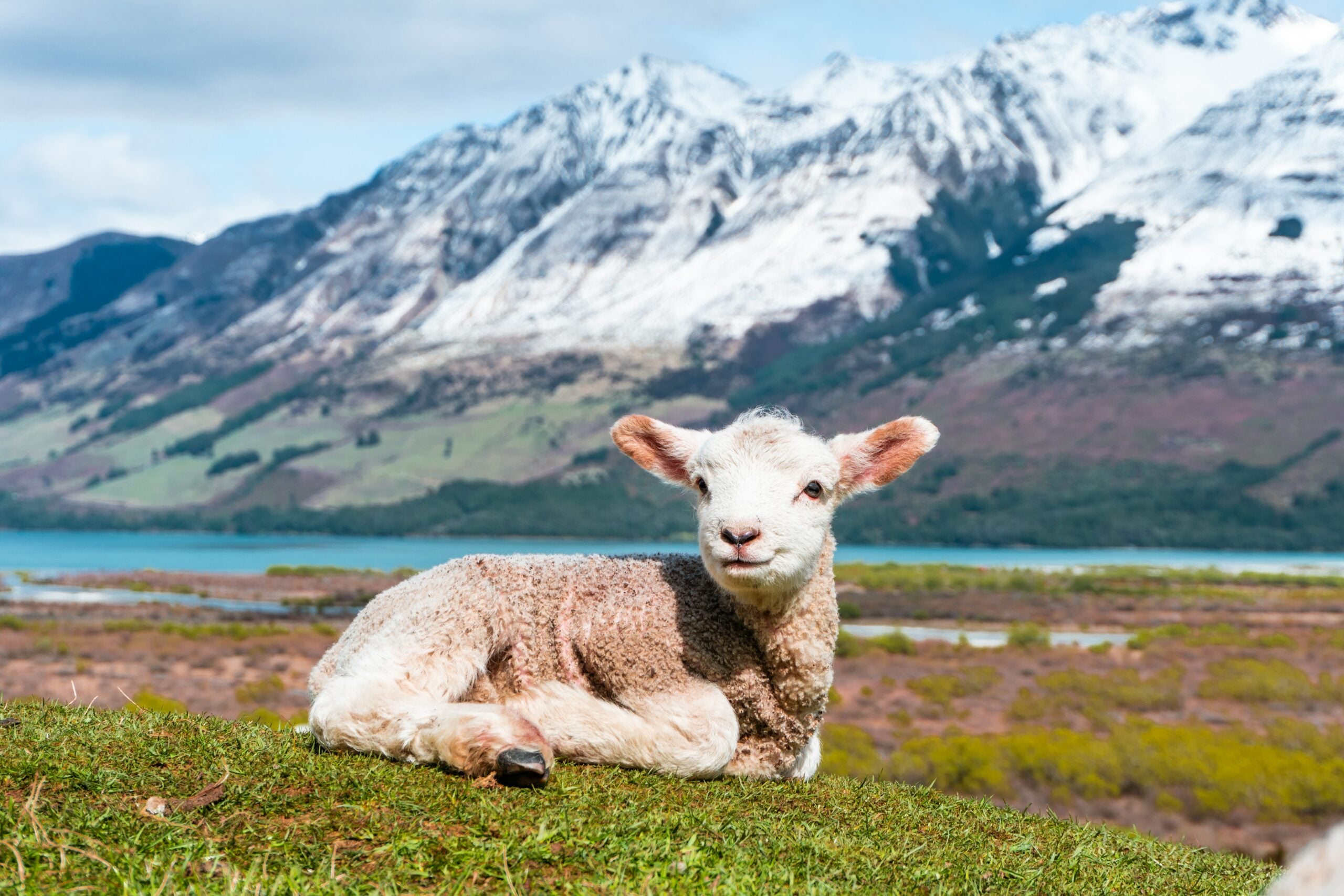 Does Counting Sheep Actually Help Us Sleep?